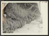 [recto] Bean tea grown on the Amache farm being dried in an outdoor shed for use in the center mess halls. ;  Photographer: McClelland, Joe ;  Amache, Colorado.