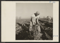 [recto] George Adachi, former advance student in Entomology at the University of California, volunteered to assist in saving the beet crop. He is shown topping beets in fields near Milliken, Colorado. ;  Photographer: Parker, Tom ;  Milliken, Colorado.