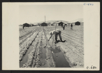 [recto] Manzanar, Calif.--Irrigating hobby gardens. Garden truck crops are grown in plots 10 x 50 feet between blocks of barracks at ...