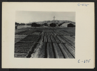 [recto] Manzanar, Calif.--Evacuees of Japanese ancestry are growing flourishing truck crops for their own use in their hobby gardens. These crops are grown in the wide space between blocks of barracks at this War Relocation Authority Center. ;  Photographer: La