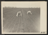 [recto] So-called stoop laborers are shown weeding a celery field. Many persons of Japanese ancestry worked at this type of field labor before they were evacuated from military areas. Evacuees will be housed in War Relocation Authority centers for the duration.