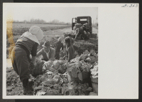[recto] Loading cabbages which have been harvested during the winter season. ;  Photographer: Van Tassel, Gretchen ;  Denson, Arkansas.
