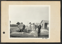 [recto] Poston, Ariz.--Filling straw ticks for mattresses at this War Relocation Authority center for evacuees of Japanese ancestry. ;  Photographer: Clark, Fred ;  Poston, Arizona.
