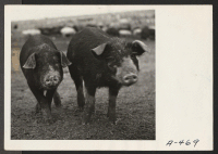 [recto] A close up of hogs feeding at the temporary location of the hog farm at this relocation center. ;  Photographer: Stewart, Francis ;  Newell, California.