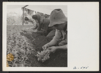 [recto] Family labor transplanting young tomato plants under canvas about ten days prior to evacuation of residents of Japanese ancestry to Assembly Centers. ;  Photographer: Lange, Dorothea ;  San Leandro, California.