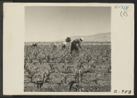 [recto] Manzanar, Calif.--Hoeing corn field on the farm project at this War Relocation Authority Center. 125 acres have already been cleared and put into crops. ;  Photographer: Lange, Dorothea ;  Manzanar, California.
