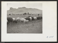 [recto] A view of hogs eating garbage which was brought to them by a truck from the center. This hog farm is in a temporary location. ;  Photographer: Stewart, Francis ;  Newell, California.