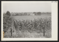 [recto] Typical Indiana farm land. This scene is west of Indianapolis. Corn is one of the major crops throughout the Midwest states. ;  Photographer: Mace, Charles E. ;  Indianapolis, Indiana.