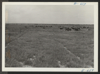 [recto] Cattle on the XY Ranch, Granada Farm, showing the center in the background. ;  Photographer: McClelland, Joe ;  Amache, Colorado.