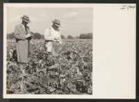 [recto] Mr. Robert Taylor, WRA Relocation Officer at Savannah, Georgia, is seen looking over a field of broccoli which is nearly ...