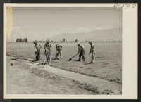 [recto] Irrigating recently planted onion field at the relocation center. ;  Photographer: Stewart, Francis ;  Manzanar, California.