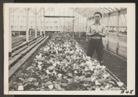 [recto] Greenhouse on nursery operated, before evacuation, by horticultural experts of Japanese ancestry. Many of the Nisei (born in this country) ...