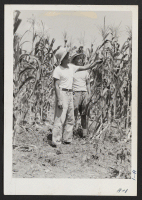 [recto] Noboru Matsumoto and Jimmie Ishida inspect tall corn they are helping to grow on the extensive agricultural project in connection with the Rohwer Relocation Center where they reside. ;  Photographer: Mace, Charles E. ;  McGehee, Arkansas.