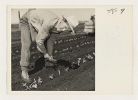 [recto] Tye Ogawa is planting celery plants that the machine had missed. Tye relocated to Camp #5, Bacon Island, Stockton, California, ...