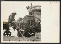 [recto] This picture shows the method used by the evacuee farmer crews in placing seed potatoes in the semi-automatic potato planters. ;  Photographer: Stewart, Francis ;  Newell, California.