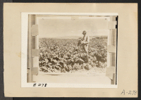 [recto] Tulelake, Calif.--This field of sugar beets is located three miles southeast of Tulelake, California, near the site selected for a War Relocation Authority center for the housing of 10,000 evacuees of Japanese ancestry for the duration. ;  Newell, Calif