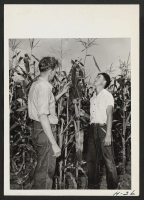 [recto] All the tall corn doesn't grown in Iowa. Here, on the Schlosser Farm northwest of Chicago, Kay Nakadoi, an evacuee from the Tule Lake Center inspects the crop with farm foreman, Pat Thompson. ;  Photographer: Mace, Charles E. ;  Chicago, Illinois.