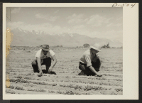 [recto] Ichiro Okumura, 22 (left), from Venice, California, and Ben Iguchi, 20, from Saugus, California, thin young plants in a two-acre field of white radishes at the relocation center. High Sierras are shown in the background. ;  Photographer: Stewart, Franci