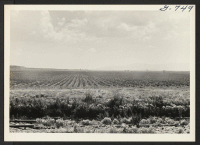 [recto] This field of potatoes at the Tule Lake Center was planted May 18, 1944. ;  Photographer: Bigelow, John ;  Newell, California.