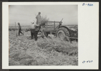 [recto] Loading Nappa plants onto a truck to be taken to drying racks prior to threshing for seeds. ;  Photographer: Stewart, Francis ;  Rivers, Arizona.