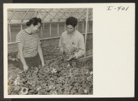 [recto] Brother and sister, Meddy Shigeo Itami, are shown in their greenhouse at 67th and Holgate, Portland, Oregon. The Sukemon Itami ...