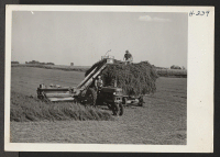 [recto] An alfalfa cutter and loader is shown at work in a field near Lawrence, Kansas. The fodder will be hauled ...