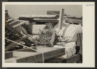[recto] Closing of the Jerome Center, Denson, Arkansas. Many flowers among the residents being moved from Jerome to the Rohwer Center dug up their gardens for replanting. Here a tub of flowers is seen nesting amid a truck load of household furnishings. ;  Photo