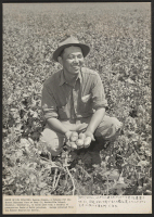 [recto] A foreman for the Roscoe Zukerman farm at Camp #21, Mandeville Island, Stockton, California, is George Hisaka, shown here with ...