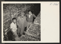 [recto] Mr. Grashoff, buyer for the Harry Becker Company, is shown with Mr. Paul Shimada, the Labor Supervisor, and Mr. Southworth, the Manager, in the celery storage room checking crates. All are busy preparing celery for the Thanksgiving market. ;  Photograph