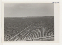 [recto] A field of corn on the Granada Project Farm. ;  Photographer: McClelland, Joe ;  Amache, Colorado.