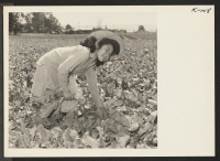 [recto] Miss Alice Uchiyama, daughter of Mr. and Mrs. Katsuzo Uchiyama, recent relocatees from Poston Center, pulling turnips on the vegetable ...