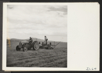 [recto] Tule Lake, Newell, Calif.-- Evacuee crew is shown operating a pea drill on the farm at this War Relocation Authority center. ;  Photographer: Stewart, Francis ;  Newell, California.