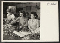 [recto] Sorting and packaging roses for shipment at the Mt. Clemens Greenhouse Company, Mt. Clemens, Michigan are, left to right: Perry Miyake from Rohwer and Venice, California; June Daunt; and Toshiko Minami, formerly of Gila River and Gardena, California. ;