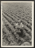 [recto] Yoshimi Shibata inspects carrots, one of the many truck crops raised under his direction by the Midwestern Farm Company, owned ...