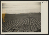 [recto] Land cleared of sagebrush in the fall and corrugated against wind erosion for spring planting. ;  Photographer: Iwasaki, Hikaru ;  Heart Mountain, Wyoming.