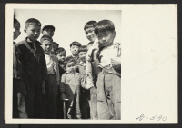 [recto] Manzanar, Calif.--Small boys of Japanese descent at Memorial Day services. Evacuee Boy Scouts took a leading part in the ceremony held at this War Relocation Authority center. ;  Photographer: Stewart, Francis ;  Manzanar, California.