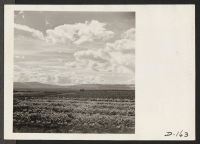 [recto] A view of the farm at this War Relocation Authority center. ;  Photographer: Stewart, Francis ;  Newell, California.