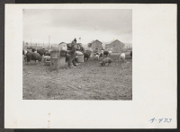 [recto] A close up of evacuees feeding garbage from the center to the hogs at the temporary location of the hog farm. ;  Photographer: Stewart, Francis ;  Newell, California.