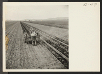 [recto] A tractor disk is used to cover potatoes which had not been planted to sufficient depth. This practice is not generally necessary as adjustments were later made on the planting machines. ;  Photographer: Stewart, Francis ;  Newell, California.