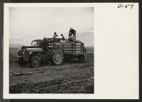 [recto] Seed potatoes are brought to the 500 acre farm at this War Relocation Authority Center by truck and are then loaded into a feed rotary potato planter. ;  Photographer: Stewart, Francis ;  Newell, California.