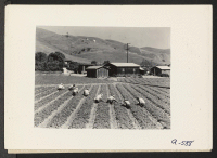 [recto] Family of Japanese ancestry laboring in their strawberry field at opening of harvest season. Note the distant Coast Range hills, also their farm home and buildings at the end of strawberry rows. Evacuation is due in a few days. ;  Photographer: Lange, D