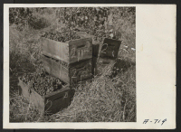 [recto] Harvesting grapes on a ranch formerly operated by Japanese. ;  Photographer: Stewart, Francis ;  Florin, California.