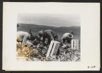 [recto] Centerville, Calif.--Japanese field laborers packing cauliflower in field on large-scale ranch owned by white operator (L. E. Bailey). ;  Photographer: Lange, Dorothea ;  Centerville, California.