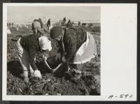[recto] Evacuee farmers filling sacks with newly dug potatoes at this relocation center. ;  Photographer: Stewart, Francis ;  Newell, California.