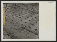 [recto] A view of a section of the growing bed for guayule plants. The plot is 30 x 50 sq. feet, and these plants have been in the ground for ten days. ;  Photographer: Lange, Dorothea ;  Manzanar, California.