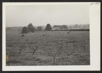 [recto] Type of farm land in southern Illinois. ;  Photographer: Mace, Charles E. ;  Effingham, Illinois.