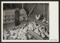 [recto] M. Nakamura, poultry caretaker, and former farmer of Sacramento, California, feeds four months old chickens. It is anticipated that the ...