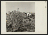 [recto] A young resident farm worker heaves to with a grub axe to clear sagebrush and scrub from a field of the farm area. ;  Photographer: Parker, Tom ;  Topaz, Utah.