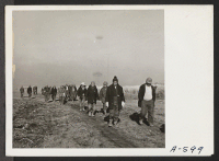 [recto] Evacuee farmers on their way to the fields at this relocation center to harvest potatoes. ;  Photographer: Stewart, Francis ;  Newell, California.