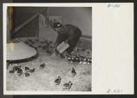 [recto] M. Iseri is shown feeding baby bronze turkeys on the poultry farm here. For 26 years he owned and operated a 60 acre turkey farm at Marysville, California. ;  Photographer: Stewart, Francis ;  Newell, California.
